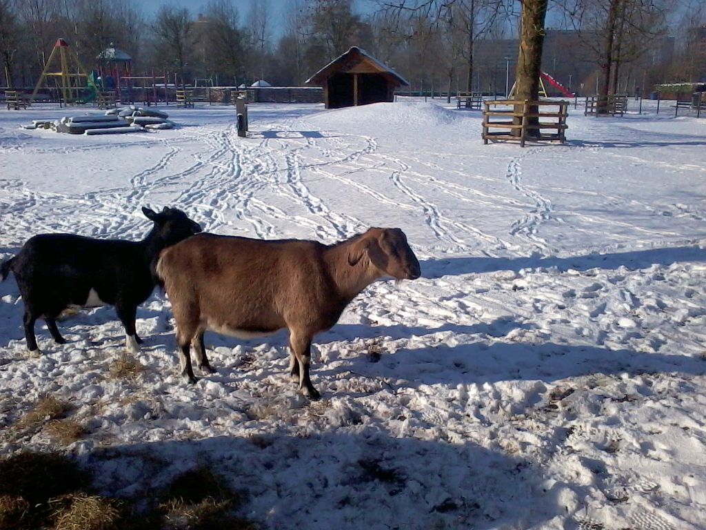 Stadsboerderij de Amsteldieren - Amsterdam